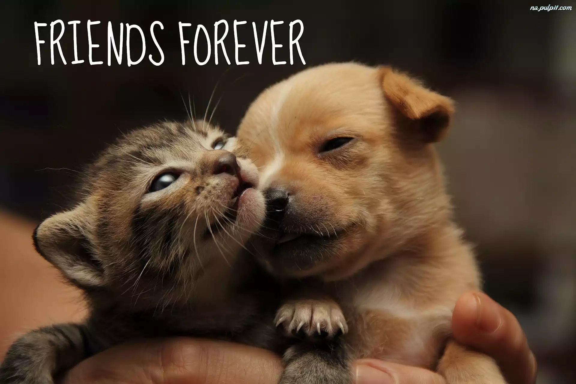 Cat And Dog Friends Cat And Dog Friends